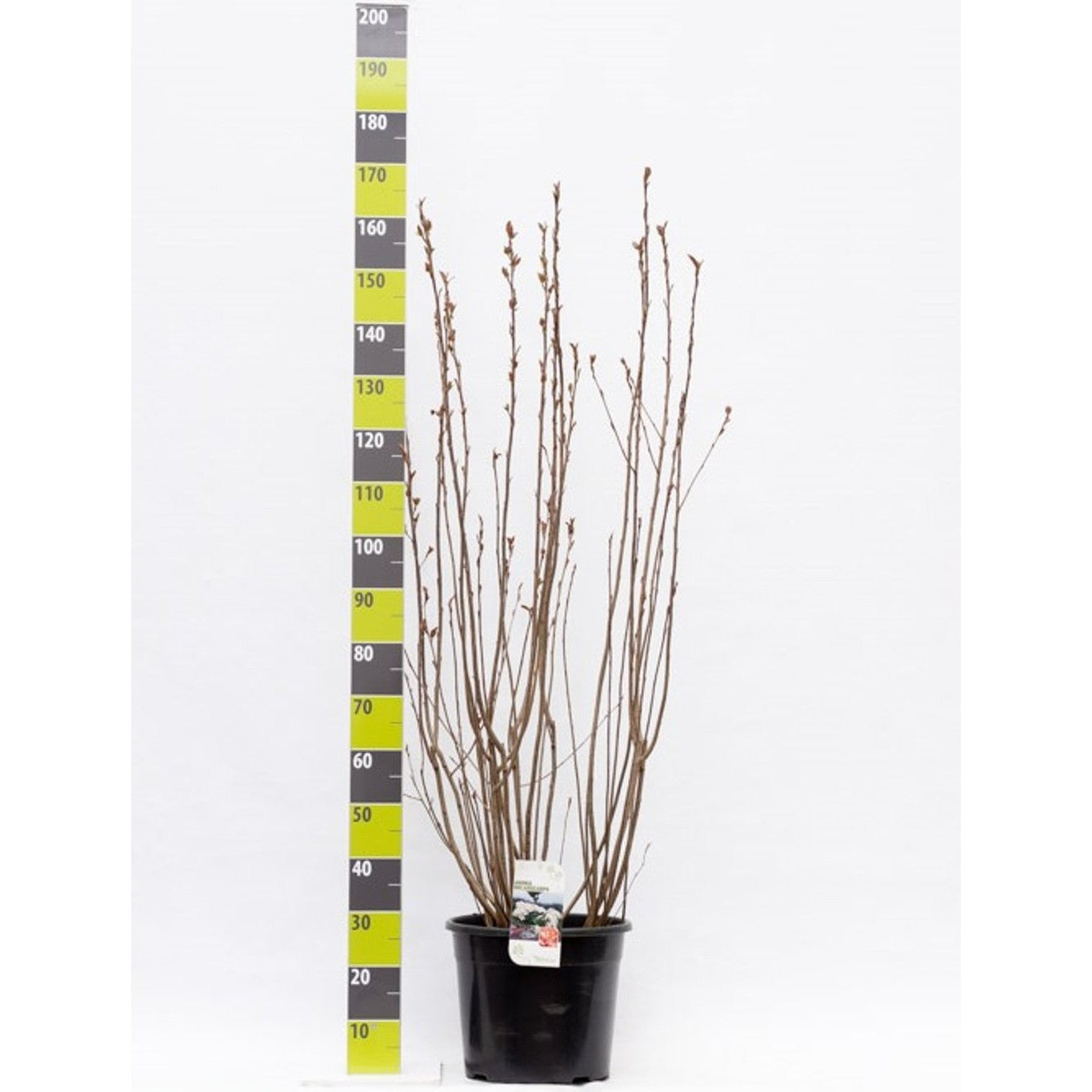 Svartaronia – Aronia melanocarpa - C20 125-150 CM